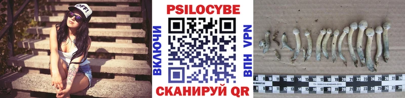 Купить закладки  Усть-Джегута  Псилоцибиновые грибы Psilocybe 